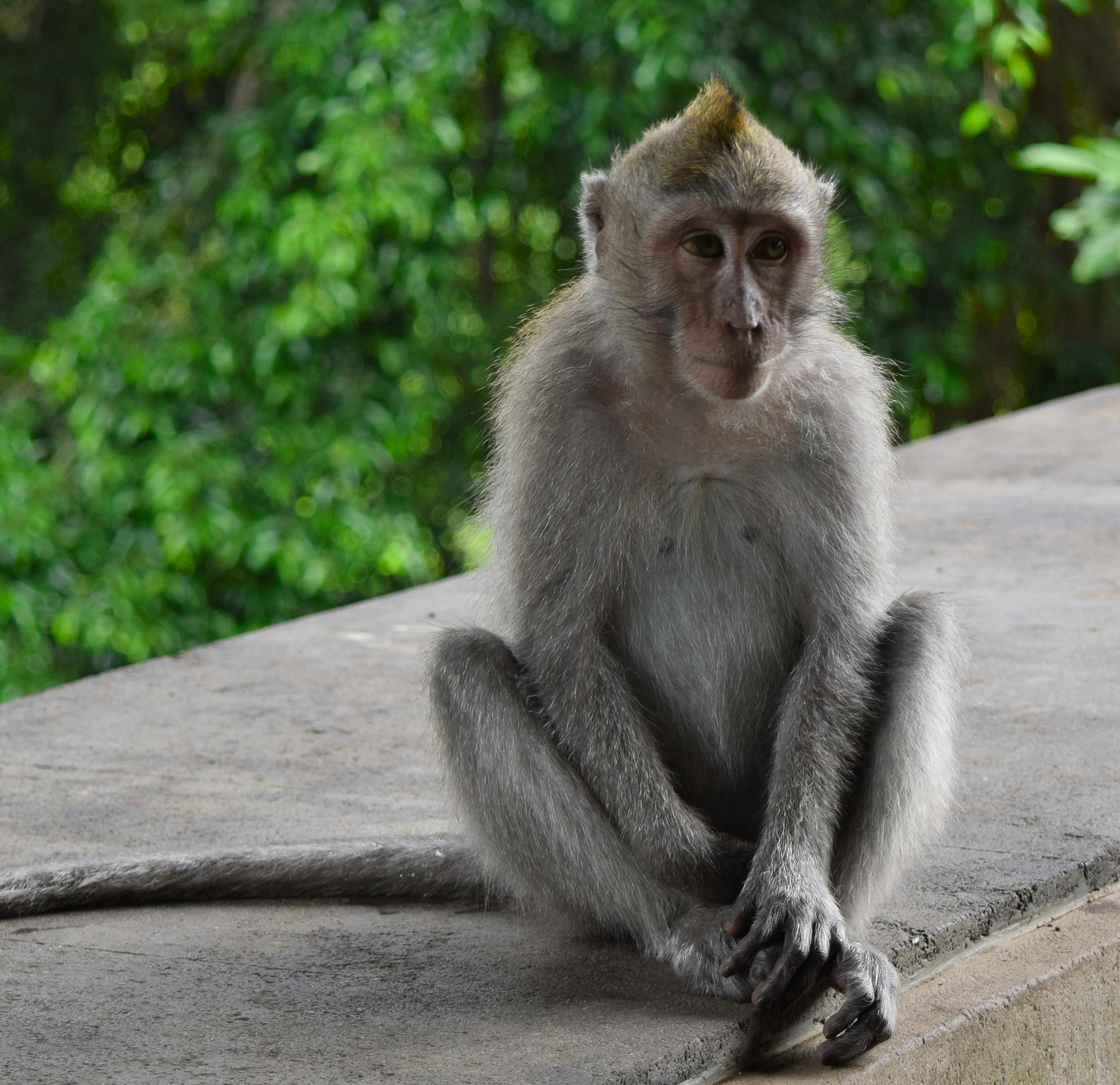 Duduk Monyet  Foto  Stok Gratis