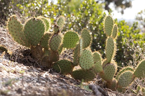 Close-up of Prickly Pear Cactus