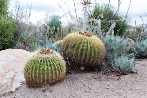 Close-up of Cactus Plant Against Sky