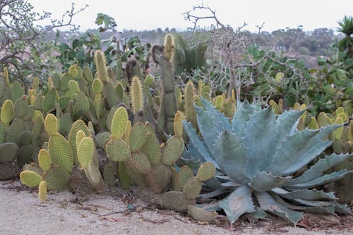 Close-up of Prickly Pear Cactus