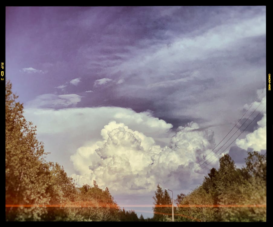 Trees Under Cumulus Clouds