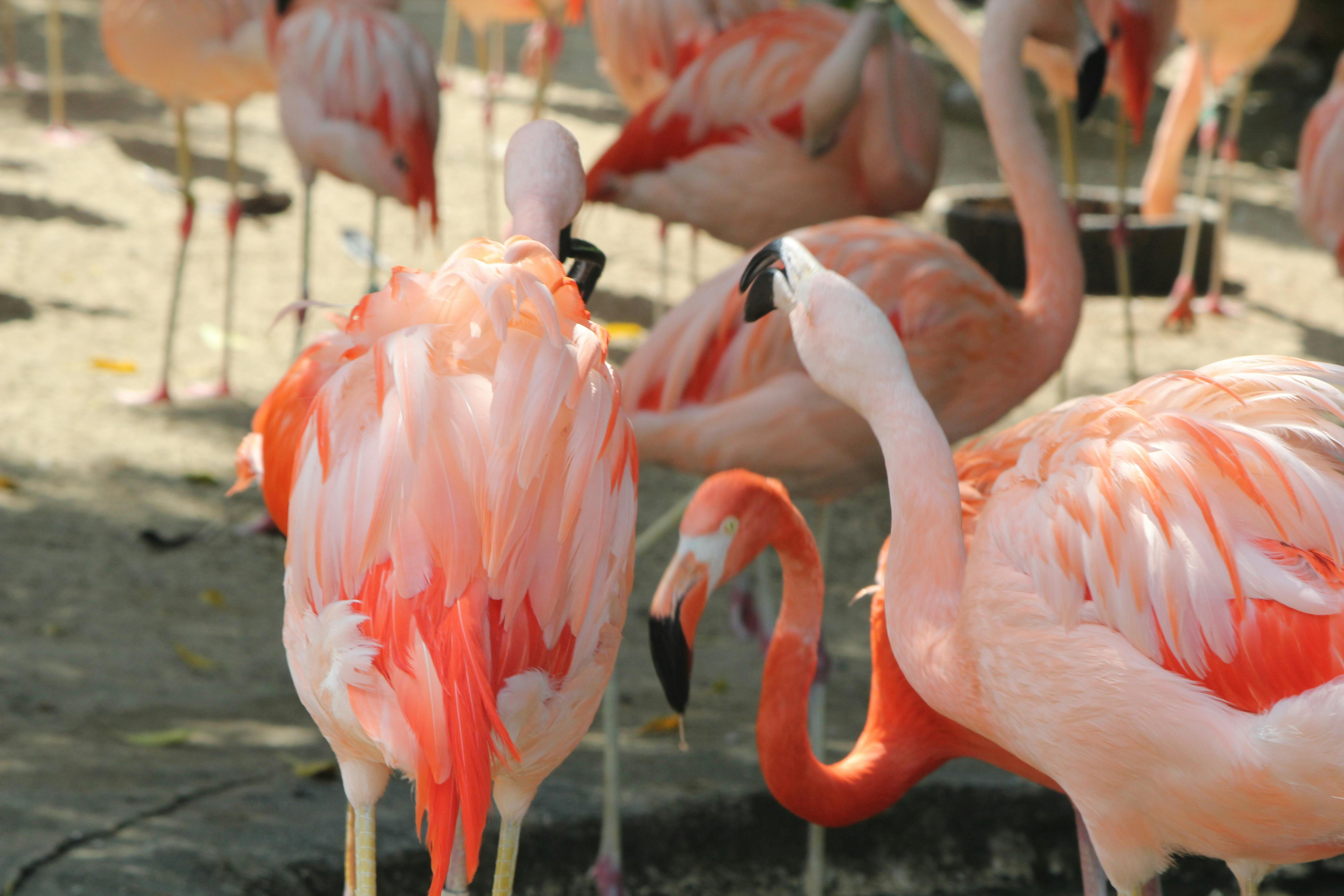 Foto Stok Gratis Tentang Flamingo