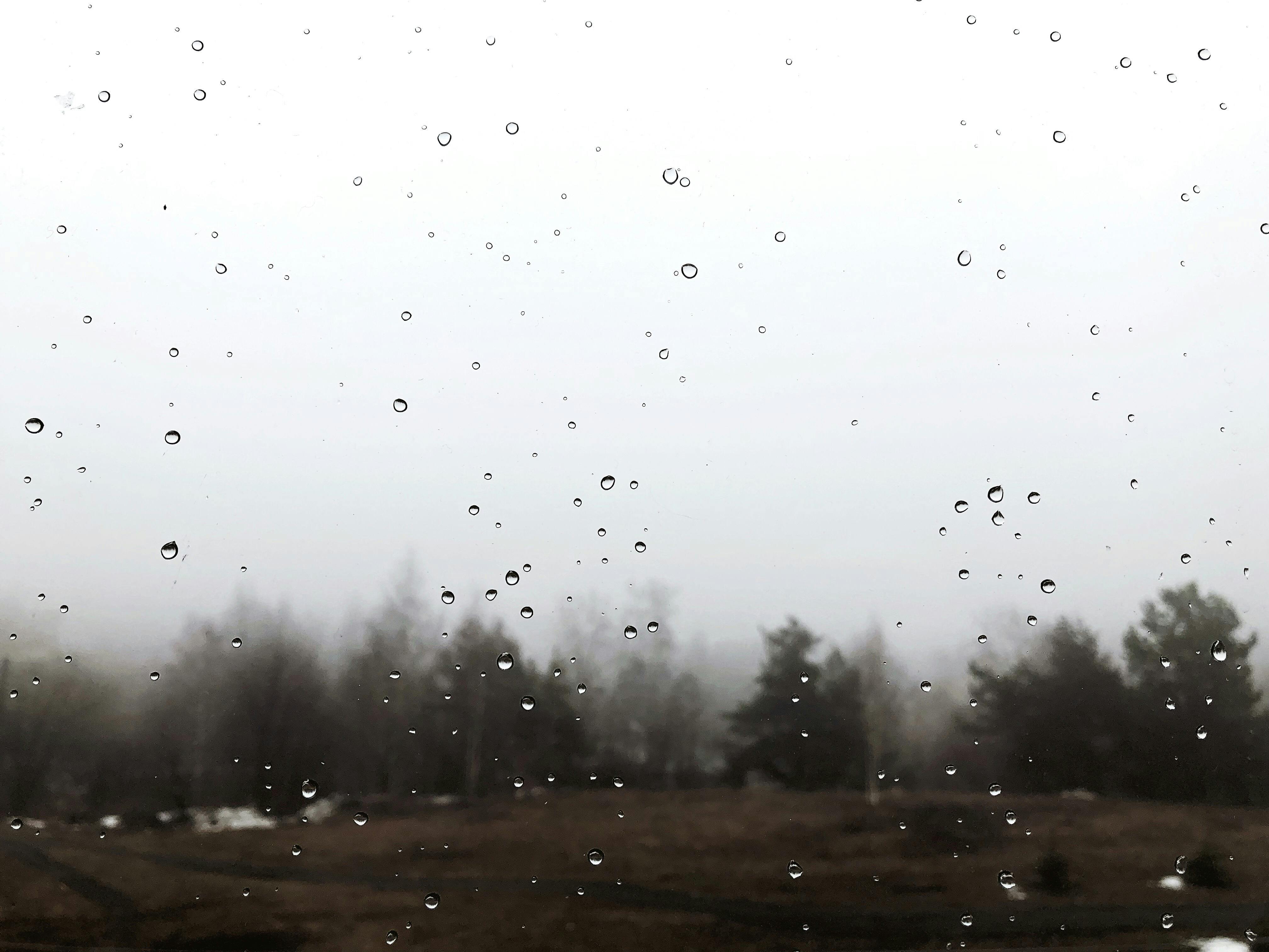 窗外，雨滴映衬着雾气朦胧、树木光秃的风景