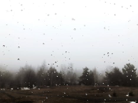 窗外，雨滴映衬着雾气朦胧、树木光秃的风景