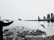 在现代城市的石湾岸边，黑白作物匿名者喂着海鸥