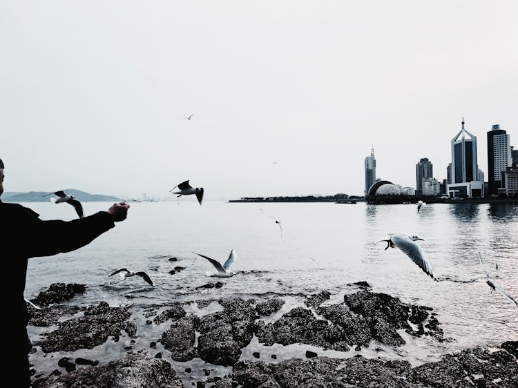 Person Feeding Seagulls On City Embankment