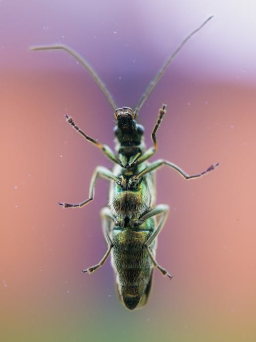 Ingyenes stockfotó ablak, beetle, makró témában