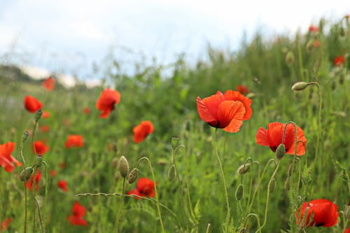 Δωρεάν στοκ φωτογραφιών με mohnblumenfeld, αγριολούλουδο, άγριος