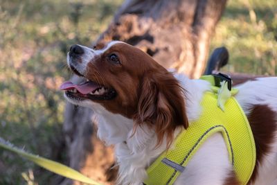 Kooikerhondje – hundras