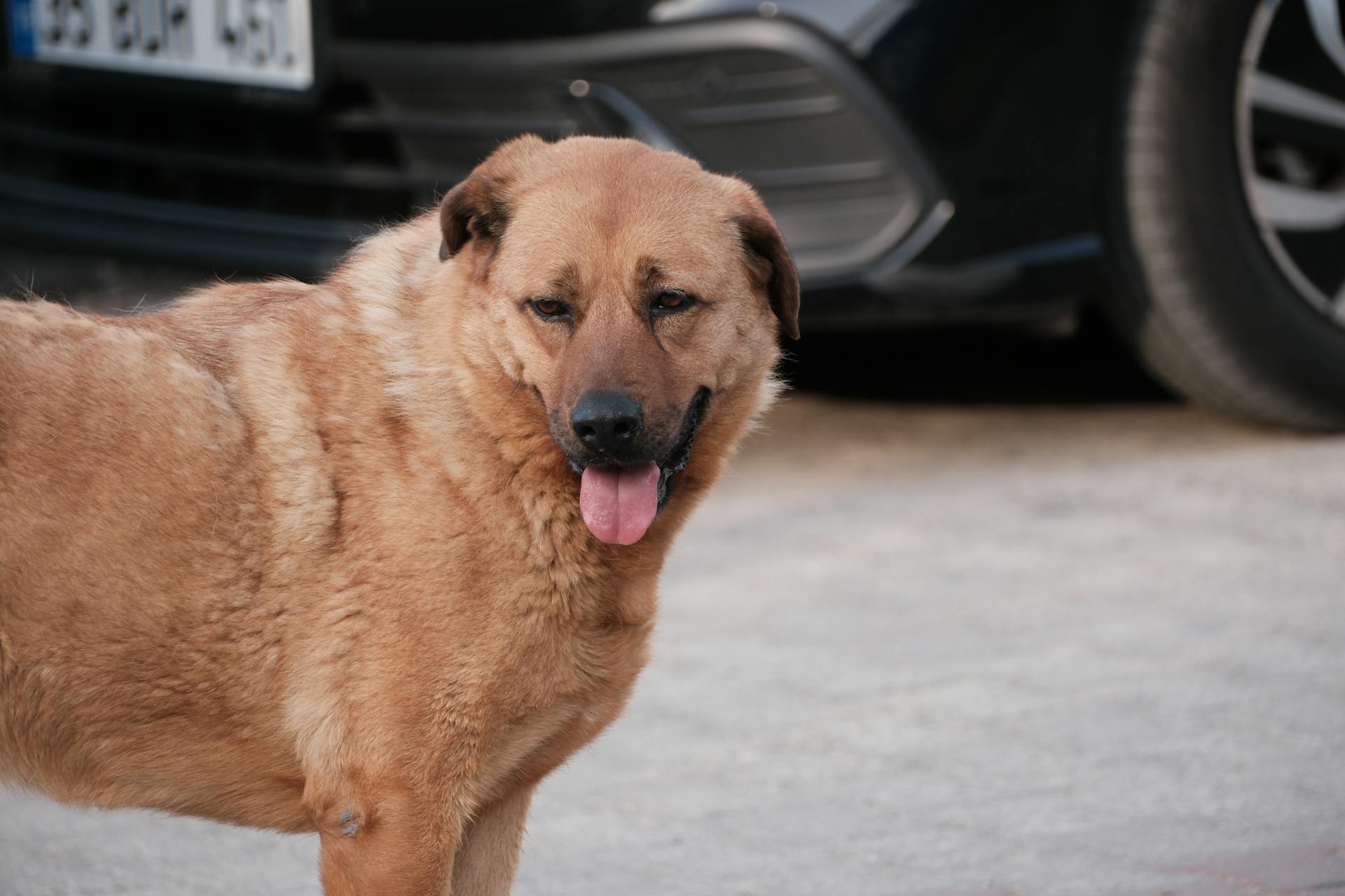 Panting Dog Standing in Driveway