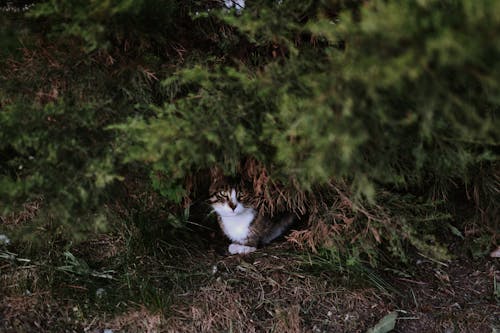 Δωρεάν στοκ φωτογραφιών με άγρια φύση, βρέφος, Γάτα