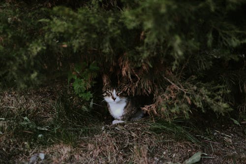Δωρεάν στοκ φωτογραφιών με άγρια φύση, Γάτα, γατάκι