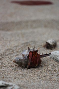 Close-up of a hermit crab in a shell on a sandy beach, highlighting sea life and natural textures.
