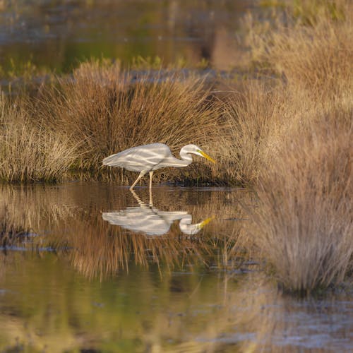 Free stock photo of eastern great egret, evening sun, fishing