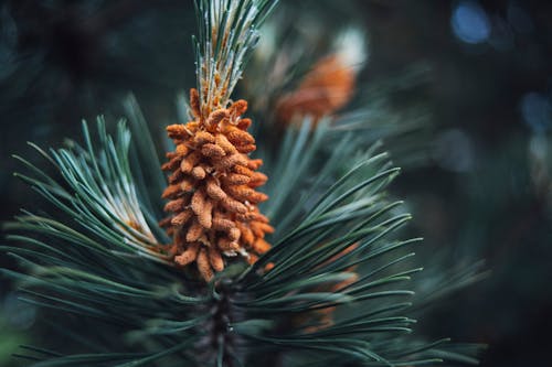 açık hava, ağaç, bokeh içeren Ücretsiz stok fotoğraf