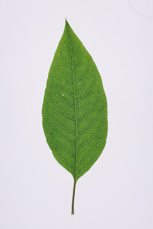 Green Leaf