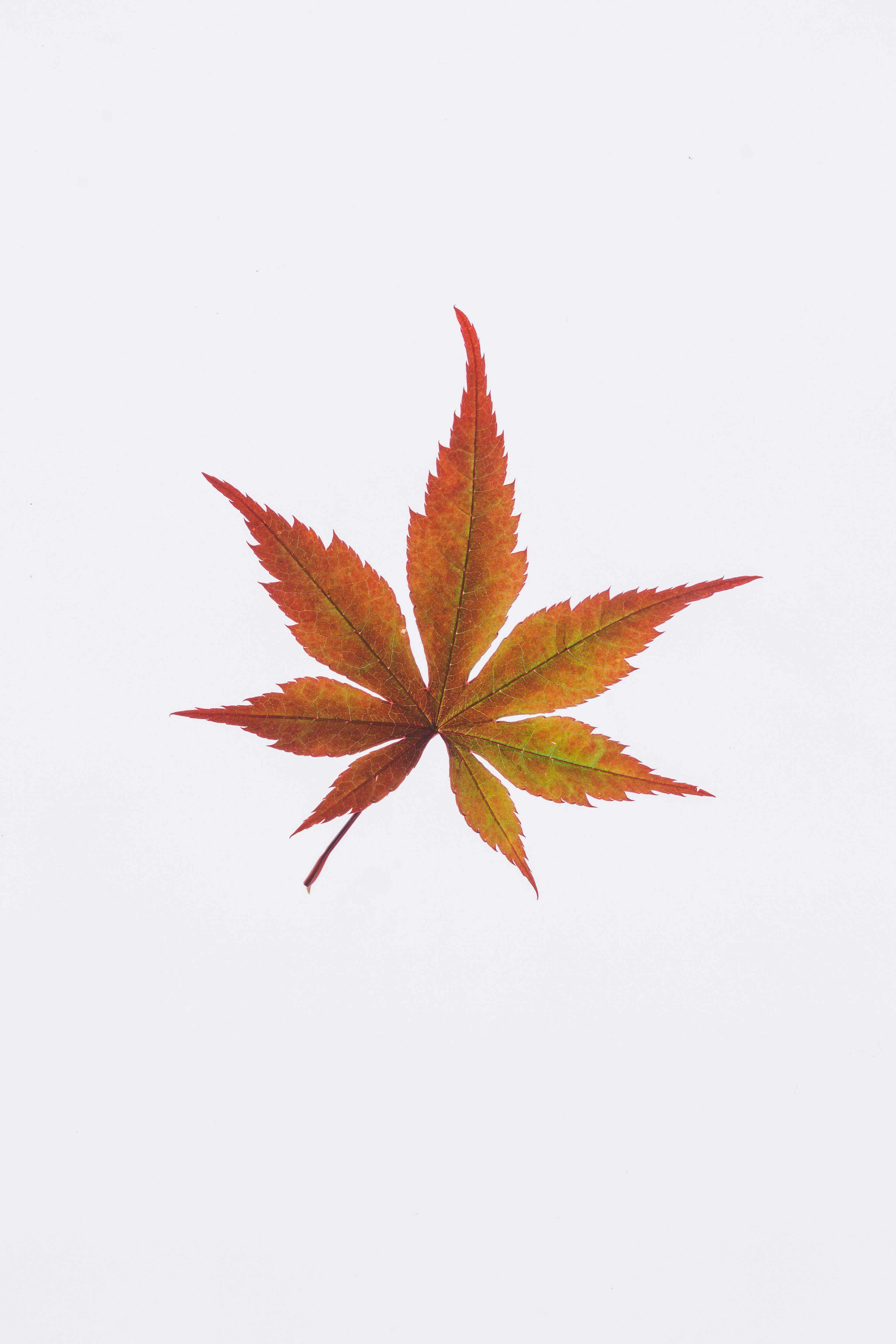Leaf Photos, Download The BEST Free Leaf Stock Photos & HD Images Leaf Photos, Download The BEST Free Leaf Stock Photos & HD Images