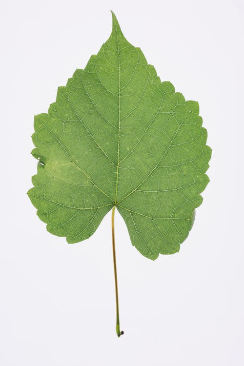 Green Leaf