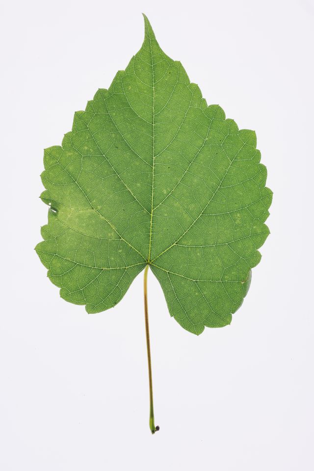 leaf