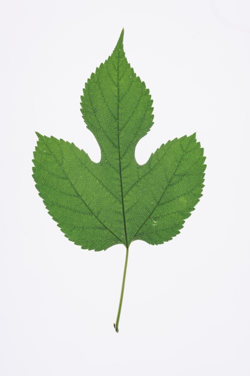 Green Leaf 