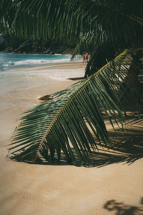 A palm tree on the beach with the ocean in the background