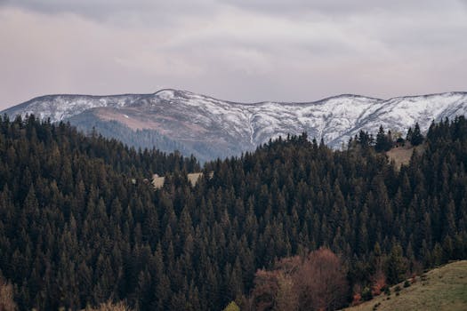 Snow-capped mountains and dense evergreen forests in Fundata, Romania, create a serene winter landscape.