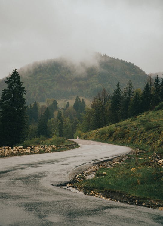 Imagine de stoc gratuită din arbori, codru, deal