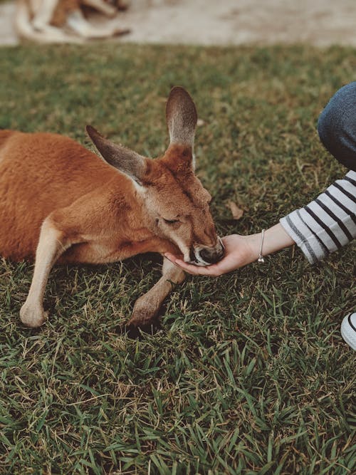 Brown kangaroo Lying on Green Grass