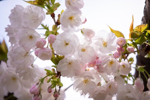 Free stock photo of cherry blossoms