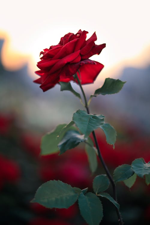 Free Selective Focus Close-up Photo of Red Rose Stock Photo
