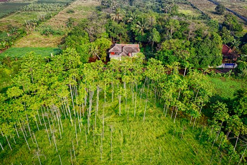 Green Trees in High-angle Photo