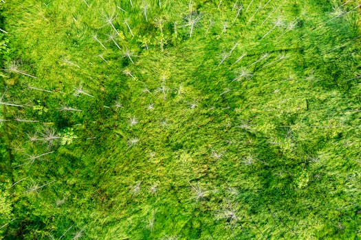 Aerial view of vibrant green fields in West Java, showcasing natural beauty and lush growth.