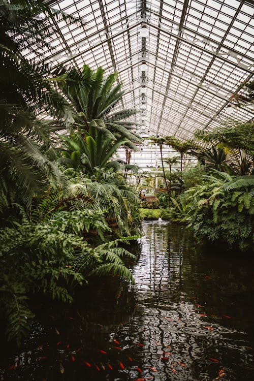 Fotografia Di Greenhouse