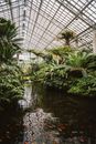 School of Orange Kois in Pond Inside Greenhouse