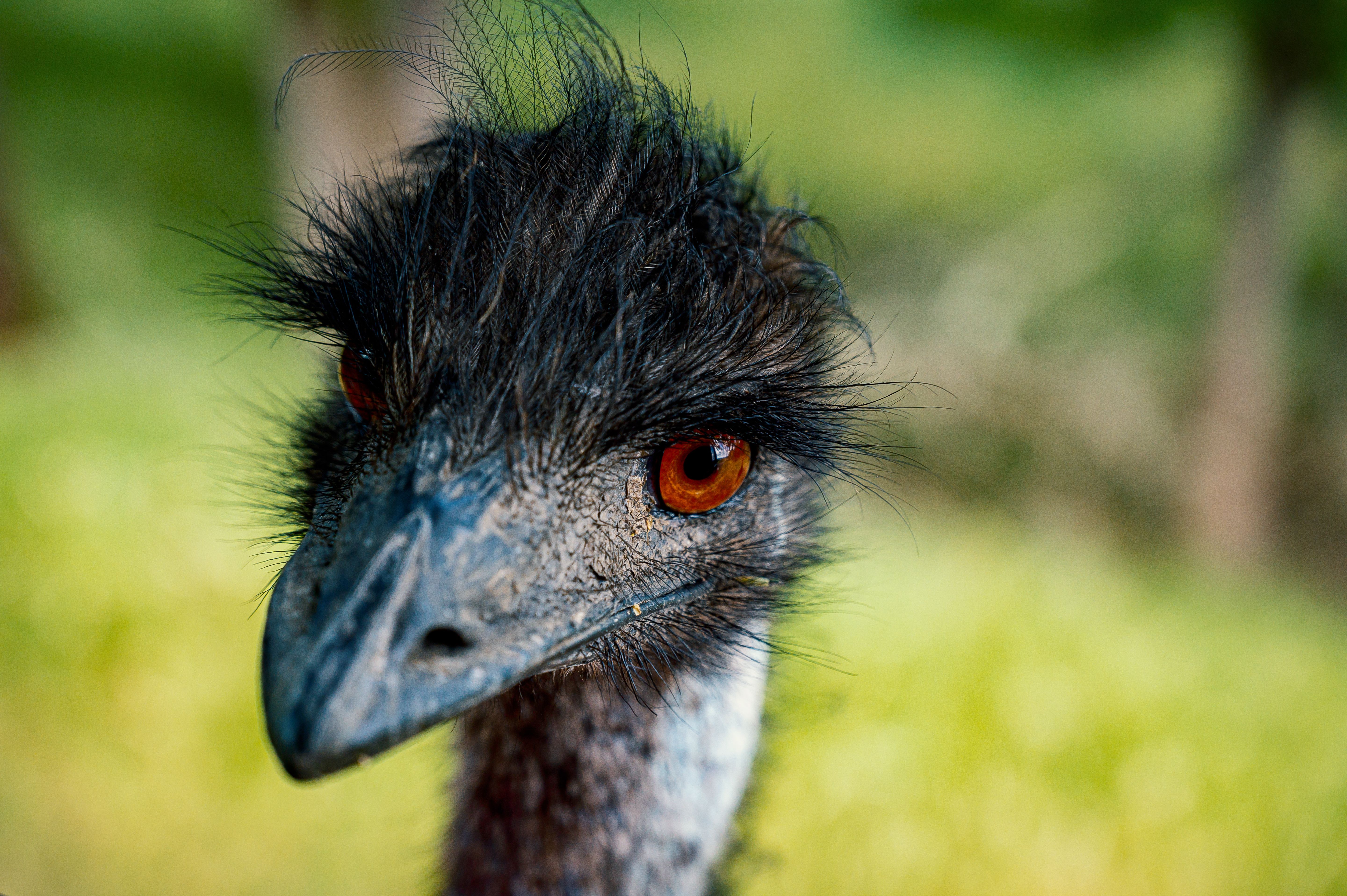 Foto Stok Gratis Tentang Bangsa Burung Binatang Burung