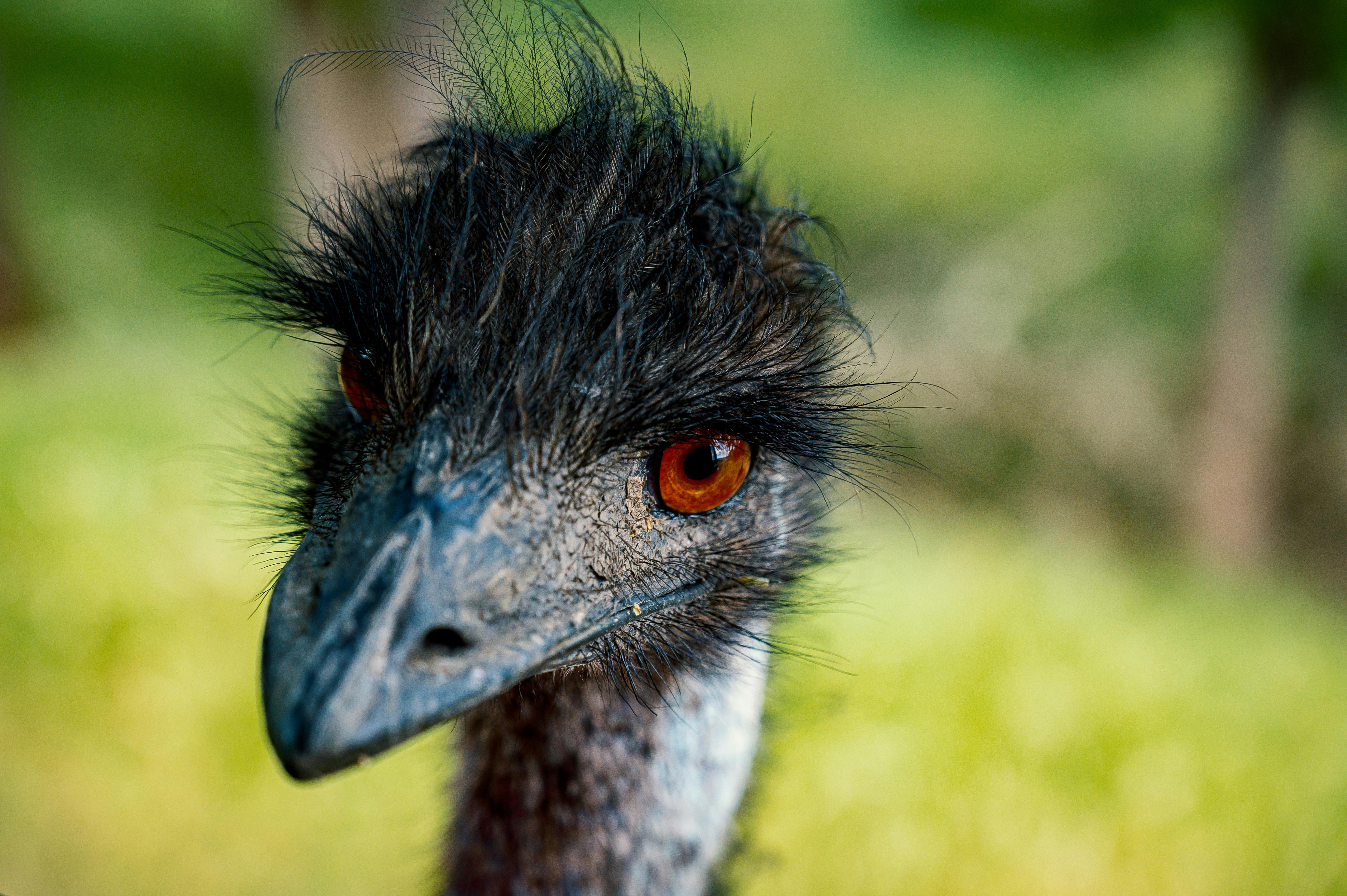 Blue Emu Images – Browse 12 Stock Photos, Vectors, and Video