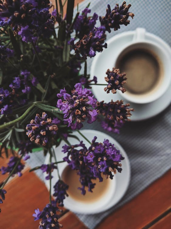 Free Purple Flowers Stock Photo