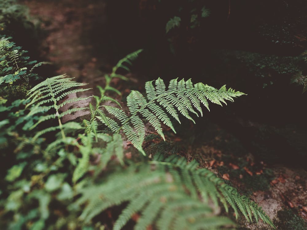 Free Green Fern Plant Close-up Photography Stock Photo