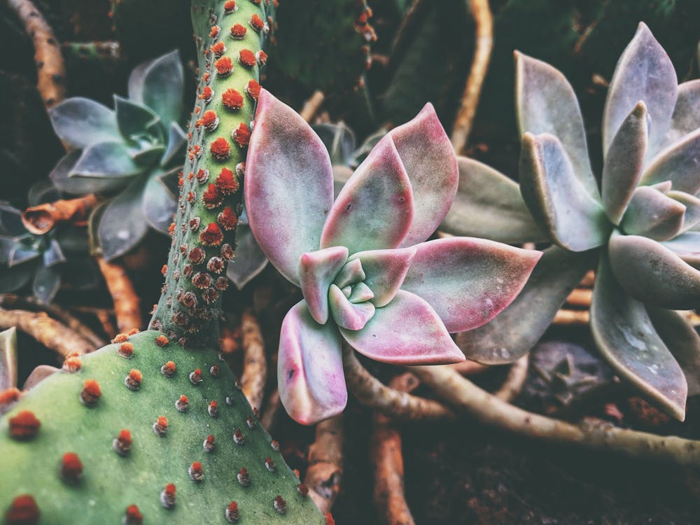 Photographie De Gros Plan Plante Succulente Verte