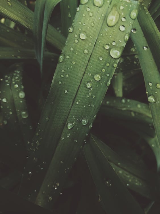Dew Drop On Leaf · Free Stock Photo