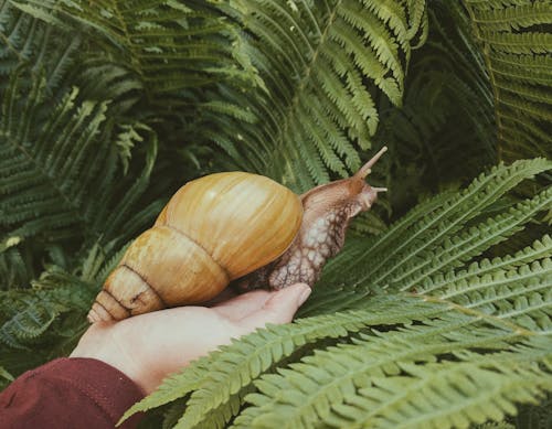 Close-Up Photo of Person Holding a Snail