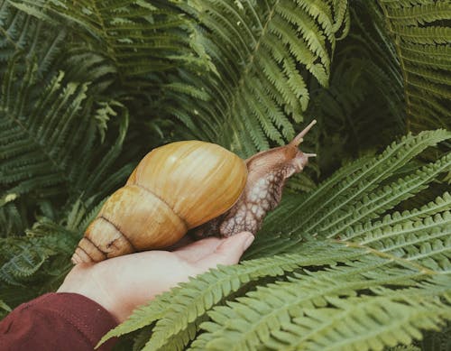 Foto De Close Up De Pessoa Segurando Um Caracol