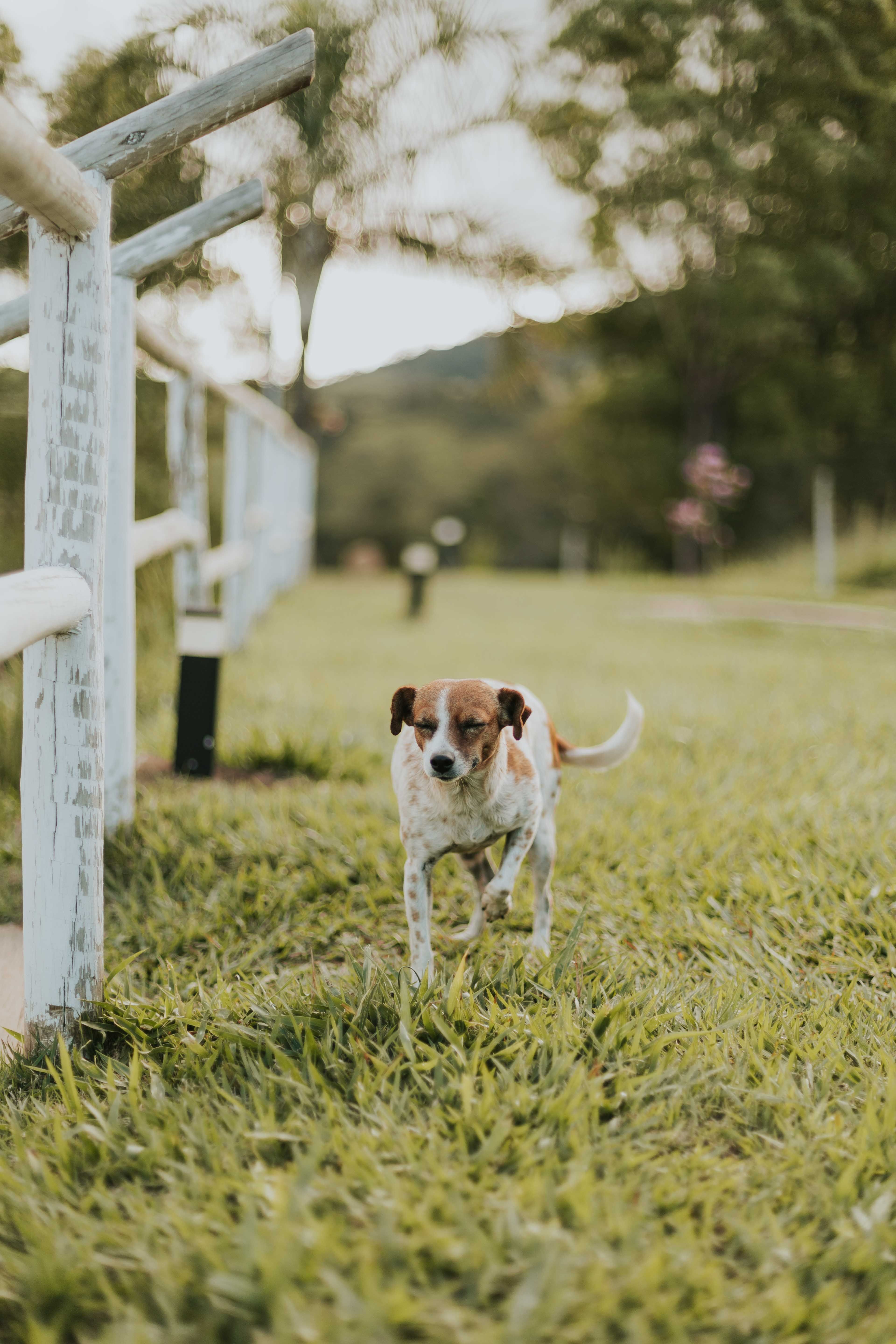 Puppy Running Through the Grass · Free Stock Photo