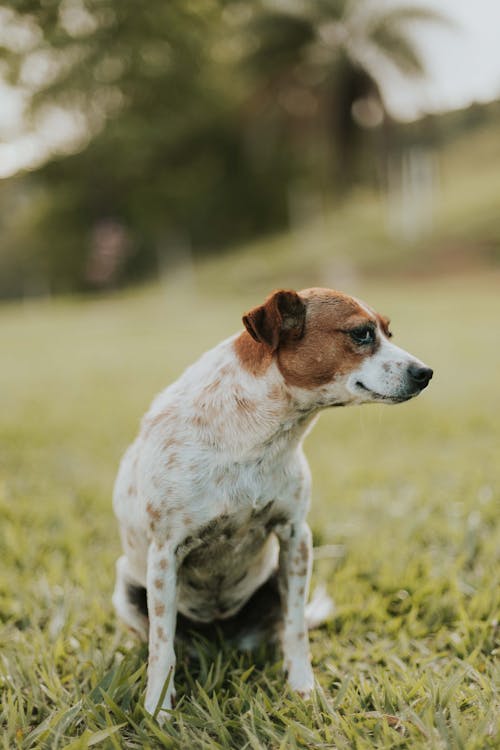 Foto stok gratis anak anjing, anjing, awas