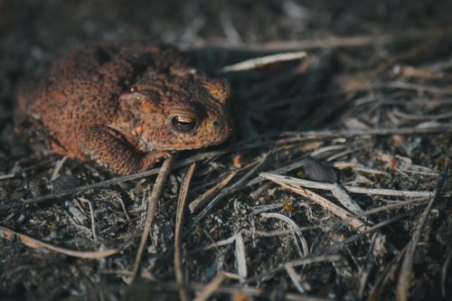 Free Detailed close-up of a common toad (Bufo bufo) on the ground, showcasing its textured skin. Stock Photo