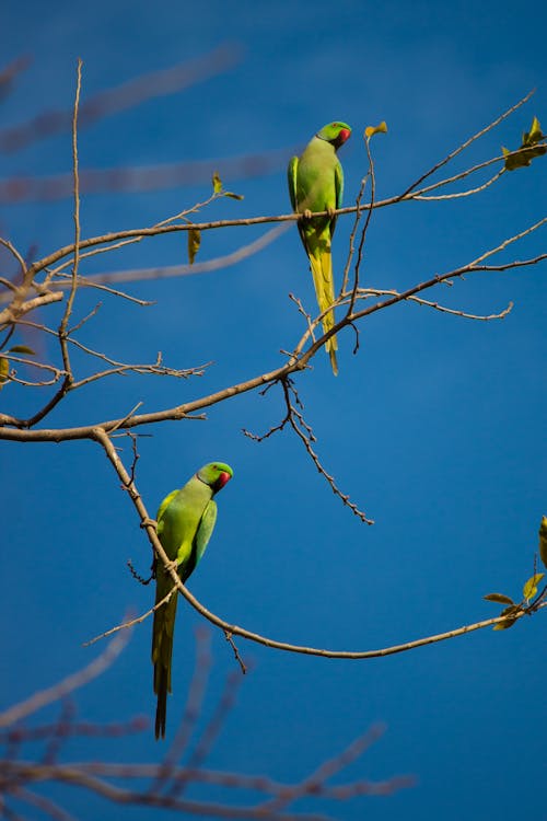 Green Parrots Perching on Branches against Blue Sky
