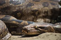 Close up of a Brown Snake with Dark Pattern