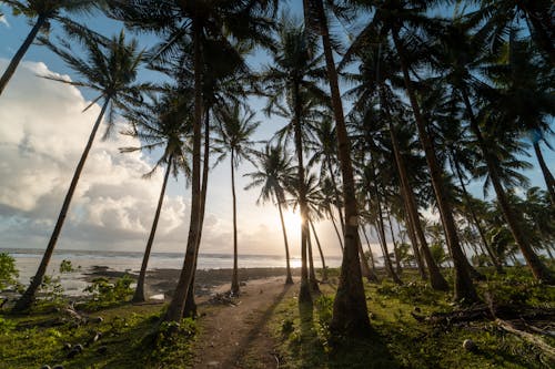Free Beach With Coconut Trees Stock Photo