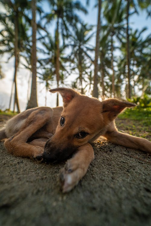 Brown Dog