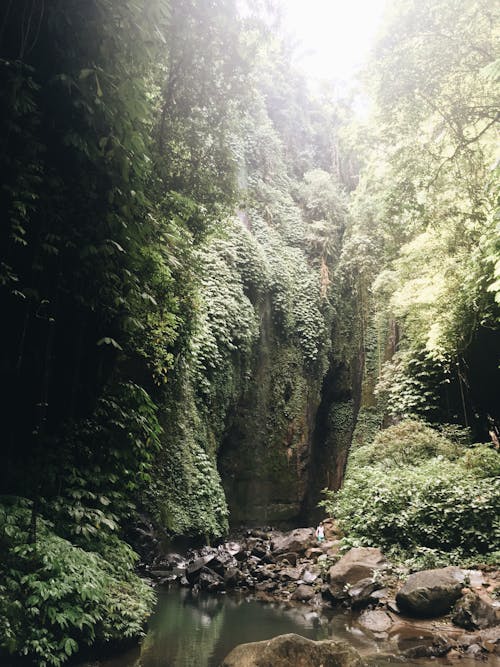 Foto d'estoc gratuïta de a l'aire lliure, aigua, arbres